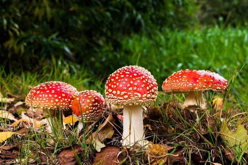 Mushrooms in the forest